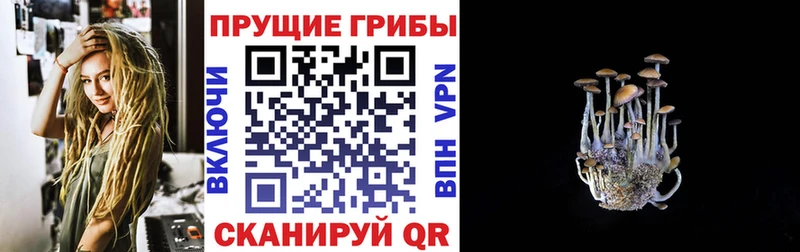 продажа наркотиков  Далматово  Псилоцибиновые грибы Psilocybe 